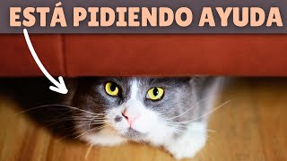 Tu gato está PIDIENDO AYUDA ➡ 25 señales de ADVERTENCIA que no debes ignorar