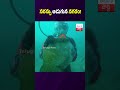 సరస్సు అడుగున నగరం! #IssykKul #UnderwaterCity #SilkRoute #Archaeology #AncientCity #RussiaResearc