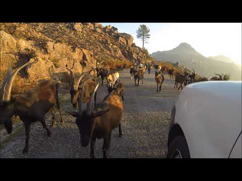 Cabras de Covide bloqueiam estrada- Gerês 2017