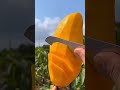 Sweet mango yummy viral fruit satisfying sweet mango wow cuttingfruit shorts fyp wow