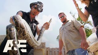 Billy the Exterminator: Peeved Python Poops & Pees All Over Billy | A&E