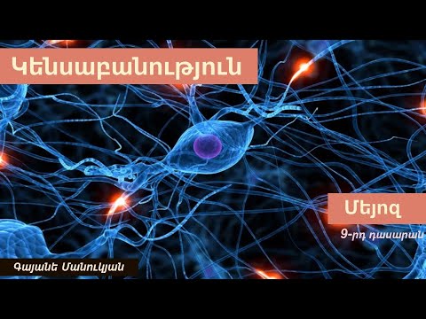 Video: Ո՞րն է հապլոիդի օրինակը: