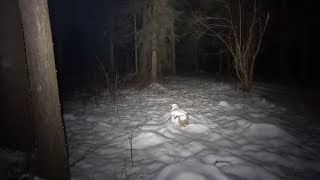 И Зачем я поперся в Лес Ночью? Правильный Фонарик Спасет Вам ЖИЗНЬ! И Зачем я поперся в Лес Ночью? Правильный Фонарик Спасет Вам ЖИЗНЬ!