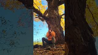 Blues Harp By The Maple Tree