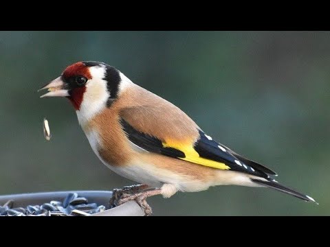 Video: Ce păsări mănâncă fructe de pădure de frasin de munte?