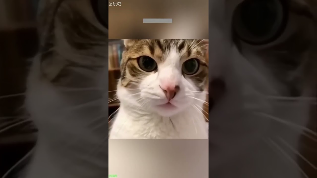 Funny Cats 2025 😼 kitten meowing cute 😸 # Episode 8455