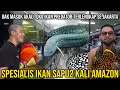 Gamasuk akal toko ikan predator terlengkap se jakarta spesialis ikan sapu2 kali amazon the fins