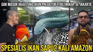 GAMASUK AKAL TOKO IKAN PREDATOR TERLENGKAP SE JAKARTA, SPESIALIS IKAN SAPU2 KALI AMAZON!! THE FINS