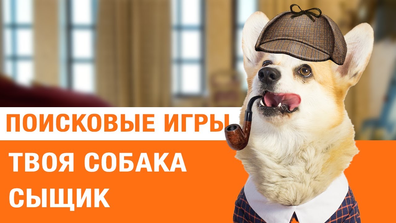 Как научить собаку искать наркотики Как научить собаку искать наркотики марихуана в гараже