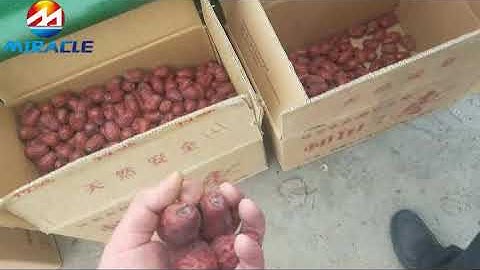 Dates fruit sorting machine with high precision sorting! #date #sortingmachine #gradingmachine