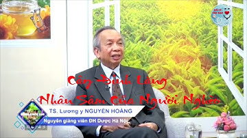 Cây đinh lăng nhân sâm của người nghèo | Bác Sĩ Của Bạn || 2021
