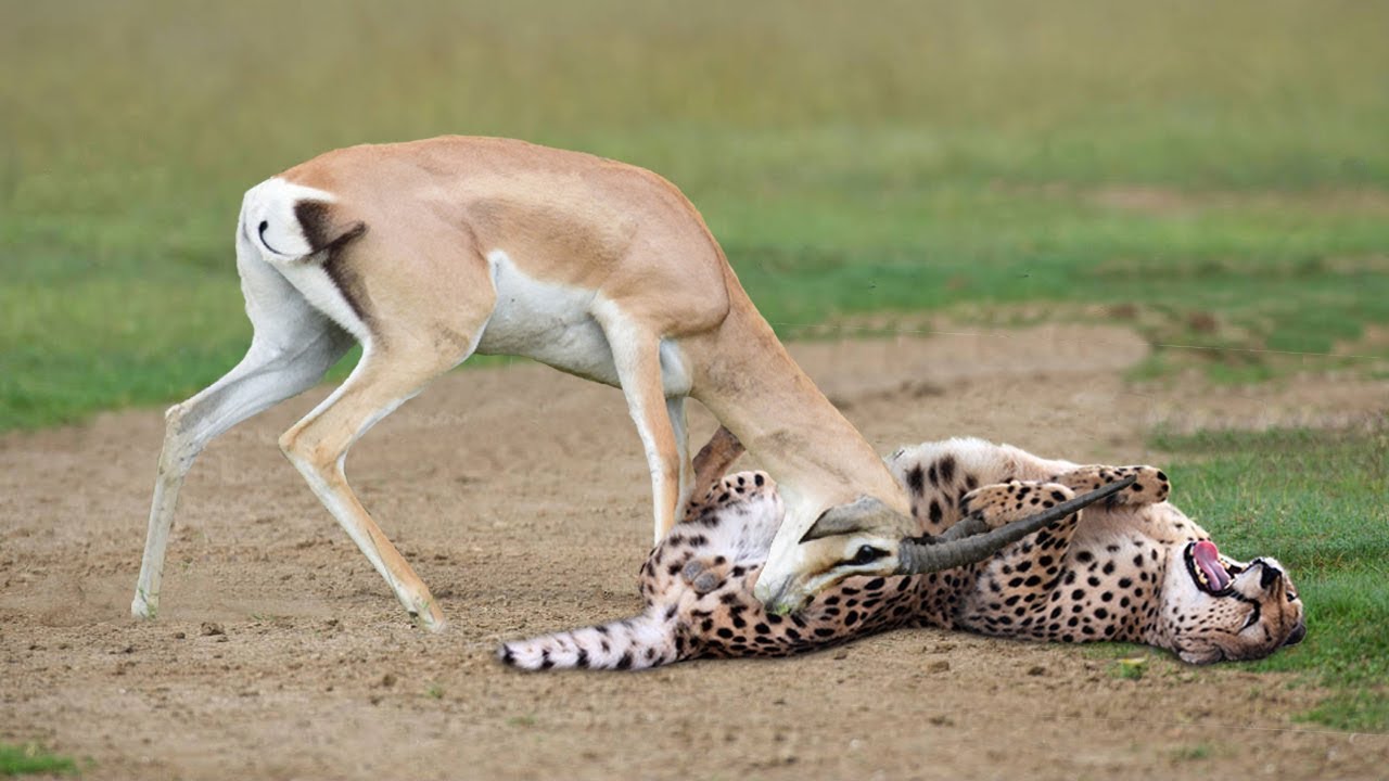 WORLD’S FASTEST ANIMALS FAIL! Grant's Gazelle Take Down Cheetah With Horns, Lion Hunt Imapala Fail