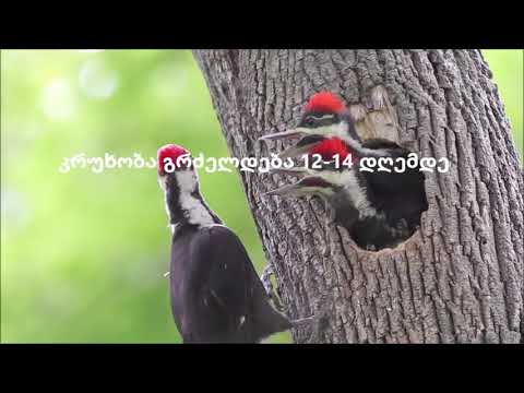 შავი კოდალა სამოდელო გაკვეთილის რესურსი