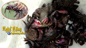 Đặt lờ bắt ba khía ven rừng ngập mặn ở Cà Mau