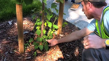 CANOPY  How to Survey a Young Tree