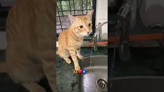 #orangecat #catlife #riolove