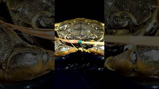 I Ate Crab Claws!😋