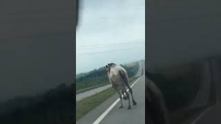 Верблюд на дороге в Новомосковске Верблюд на дороге в Новомосковске
