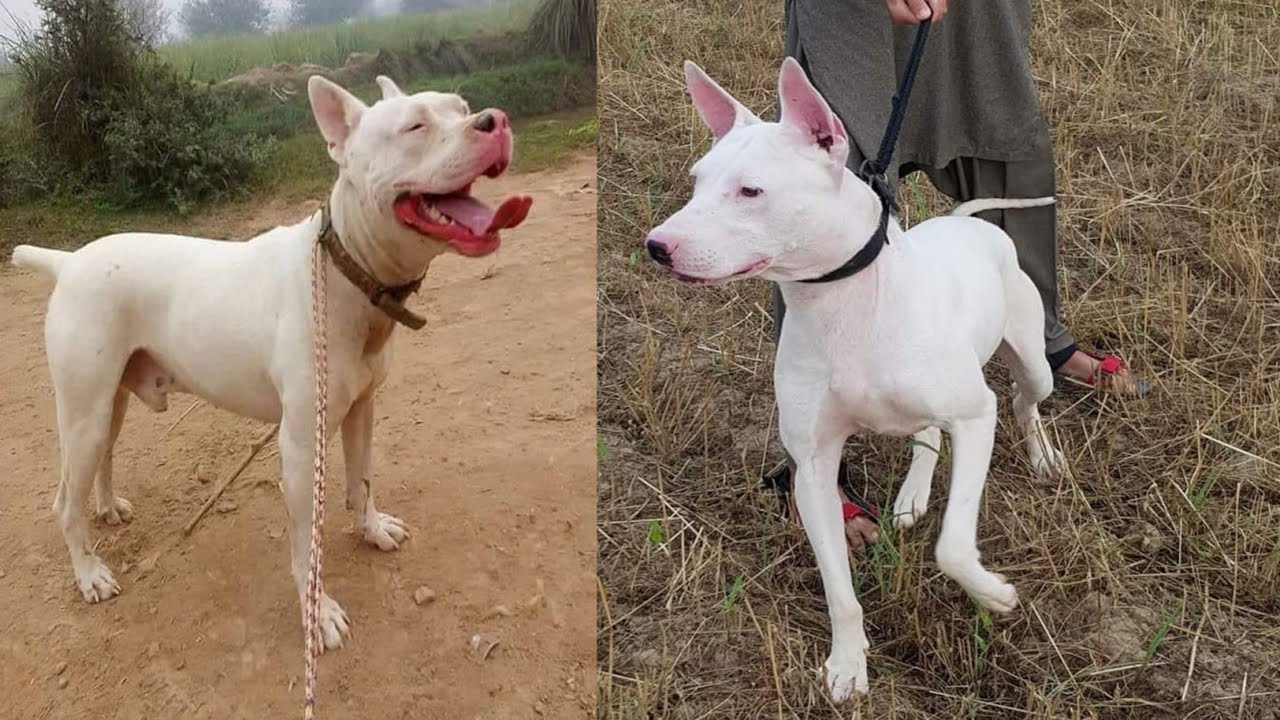 kohati bull terrier