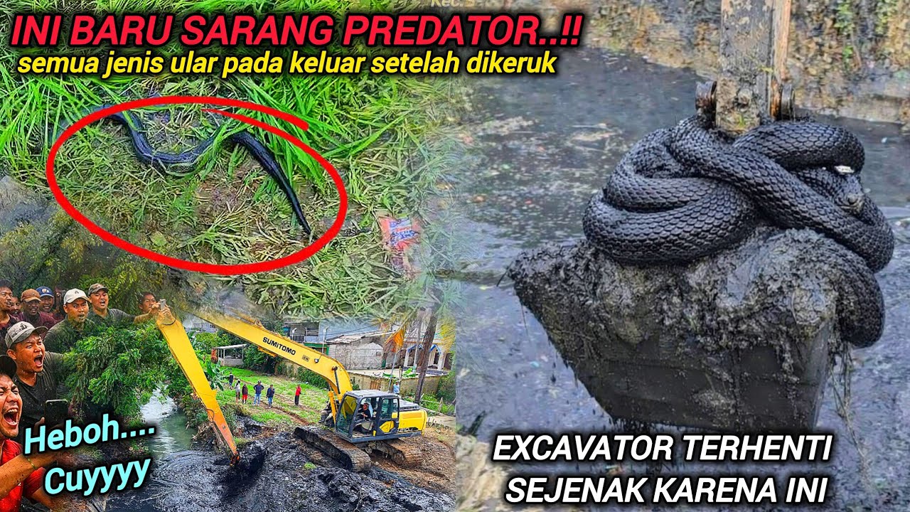 ASTAGFIRULLAH GILA YA❗️KALI UDAH JADI DARATAN PAS DIKERUK EXCAVATOR PREDATOR PADA KELUAR DARI LUMPUR
