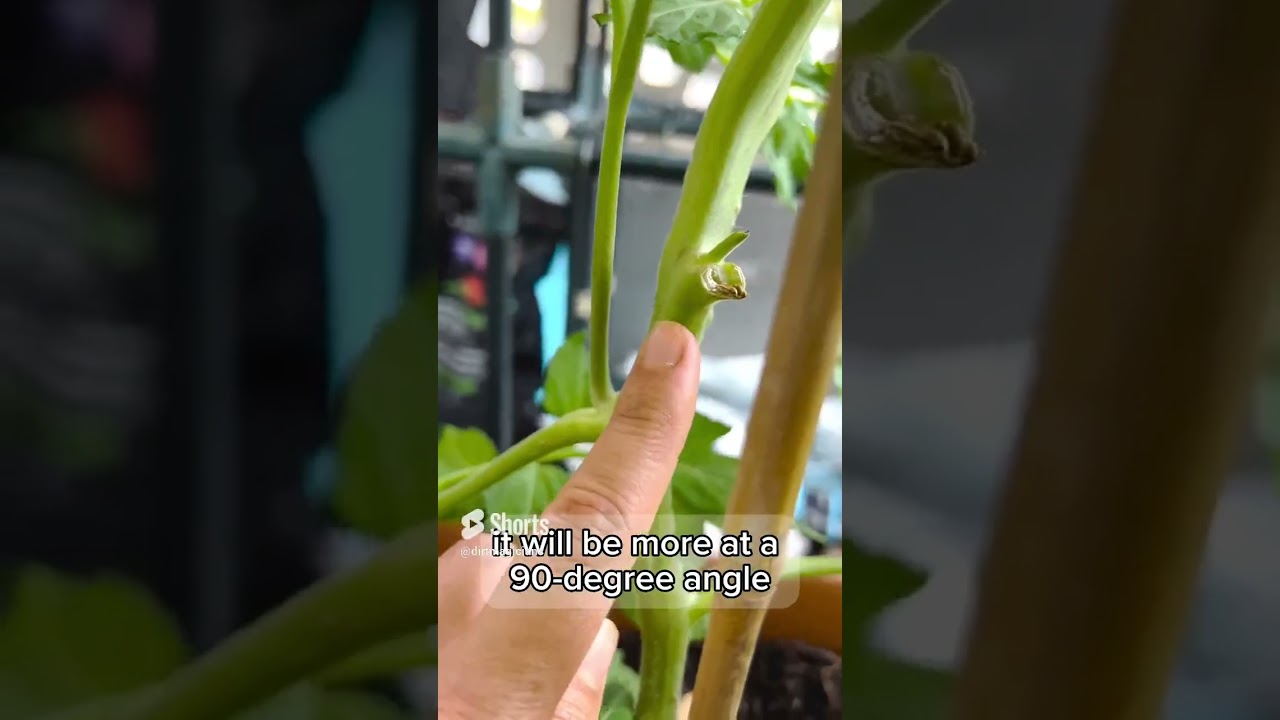 How to Identify Tomato Suckers