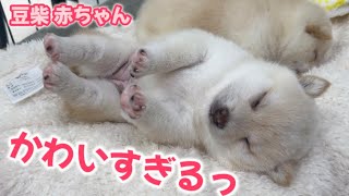 Super Cute Shiba Inu Puppy