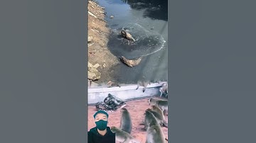 RESPEK!! SEKELOMPOK MONYET MENYERANG ULAR PITON DEMI MENYELAMATKAN TEMANNYA #animals #shorts