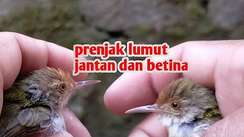 prenjak lumut jantan dan betina
