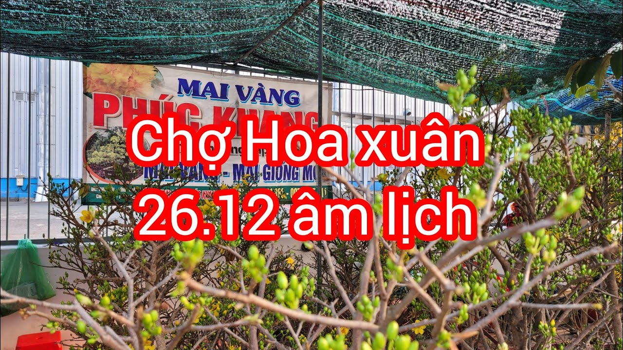 Xem những cây mai trên chợ hoa ngày 26.12 âm lịch tại TPHCM