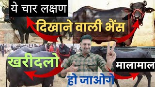 ऐसी भैंस हमेशा ज्यादा दूध देगी  मालामाल कर देगी konsi bhains jyada doodh deti hai / kaun si bhains