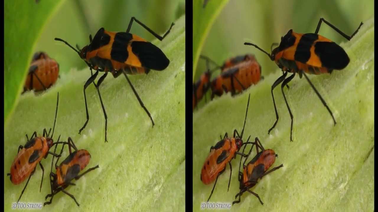 3D Insect Sampler - YouTube