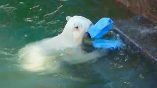 Много игрушек у медвежат, не означает, что нет проблем! Главное, вовремя с ними прыгнуть в воду.