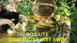 Goslings First Swim