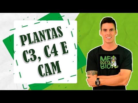 Vídeo: Que tipos de plantas usam fotossíntese c3?