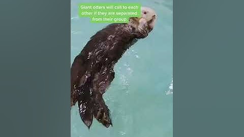 🌈OTTER QUIZ ||💯KNOWLEDGE VIDEO❤️MUST WATCH:) #shorts #animals #quiz #otter #funnyanimal #funny #fact