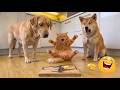 TRY NOT TO LAUGH CHALLENGE 😂 | Hilarious Dog Moments Taking Over the Internet 2026