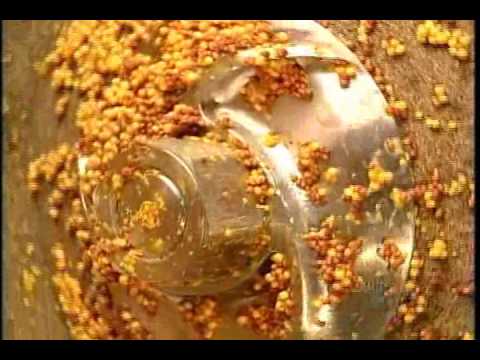 How It's Made Prepared mustard