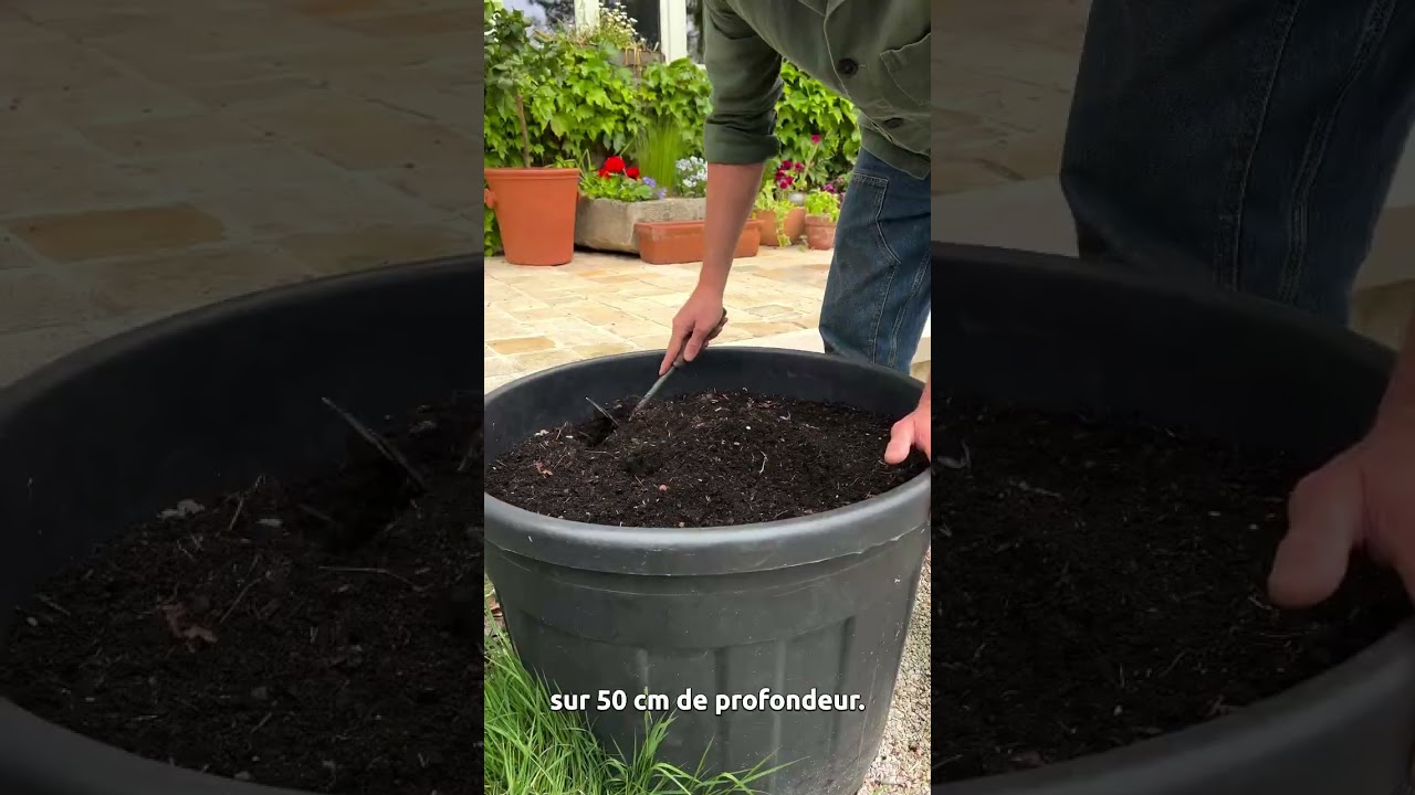 Cultiver des patates douces en pot ? C’est possible… et ça marche vraiment ! 