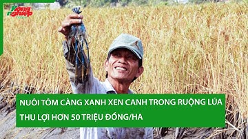 Nuôi tôm càng xanh xen canh trong ruộng lúa thu lợi hơn 50 triệu đồng/ha