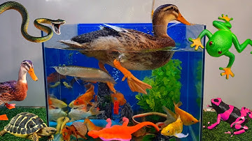 Tổng hợp các video cá cảnh đẹp, động vật dễ thương, vịt nâu, cá la hán, cá rồng, bạch tuộc