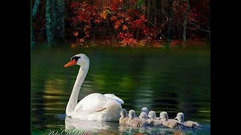 القارئ يوسف السعيد ماتيسر من سورة مريم🍃🌱🌿