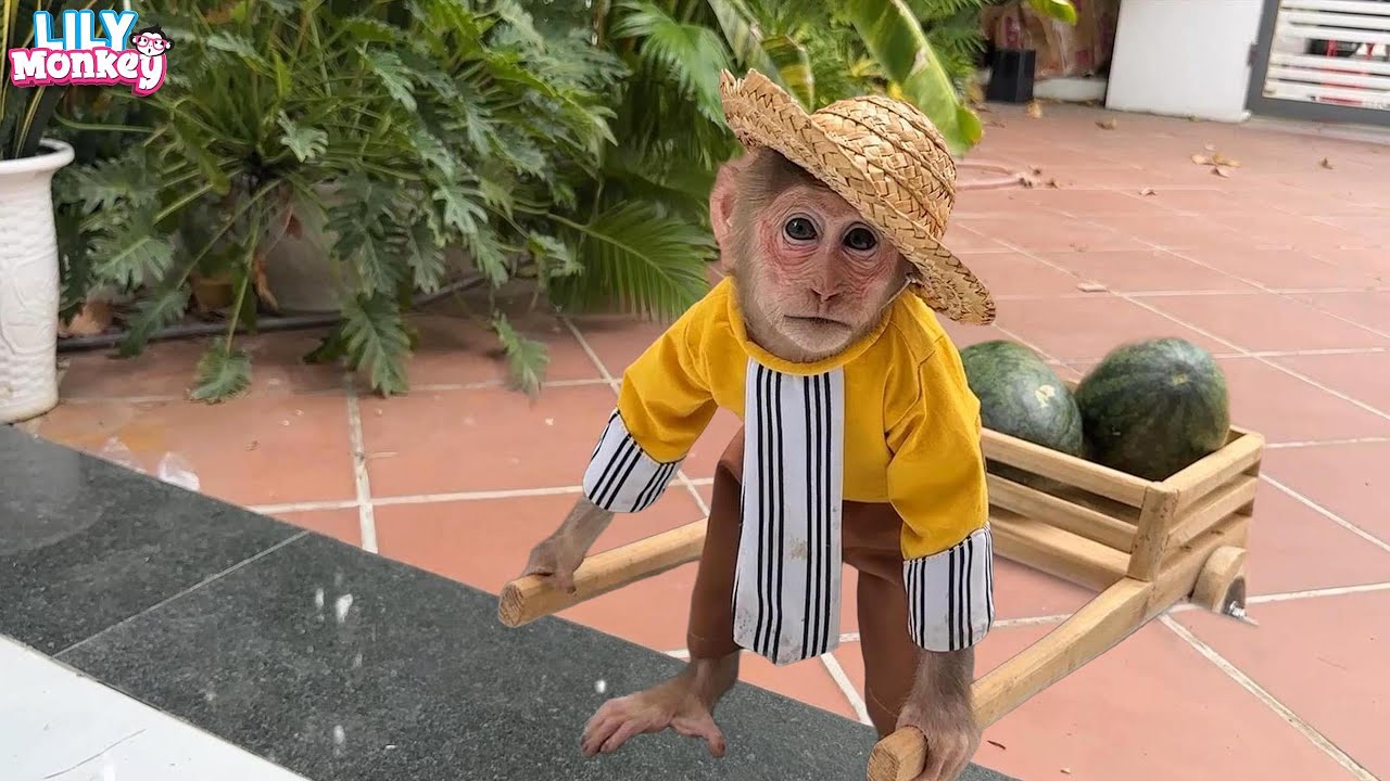 Poor Lily! She had a difficult journey to bring watermelon home and the result... | Lily's story