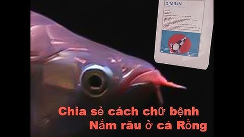 Chia sẻ cách trị nấm râu cho cá Rồng