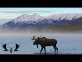 A lover&#39;s quest for an amazing Yukon Bull!! Part 2