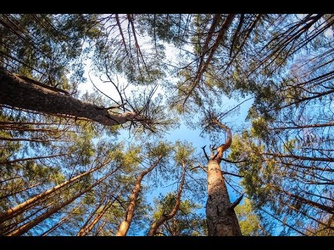 В Воронежской области появятся ответственные за содержание прилегающих территорий