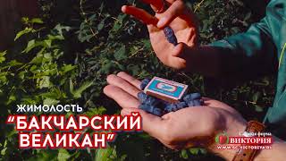 Выдающаяся жимолость &quot;Бакчарский великан&quot;