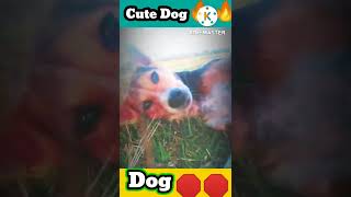 Cute Dog Shorts#Shorts2022#NoCopiright