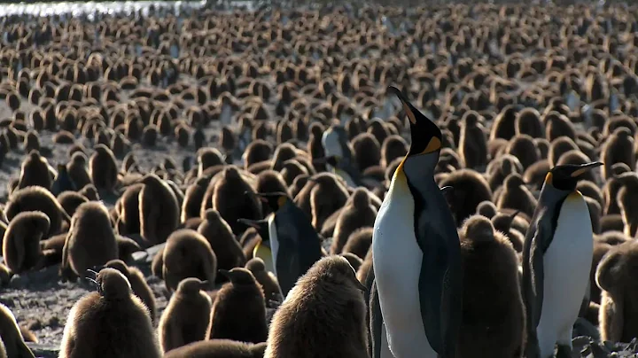 South Georgia's Largest King Penguin Colony Awakens