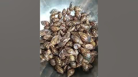 how to clean snail for cooking (remove snail slime)