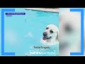 Meet buster the florida dog whose love for water went viral  newsnation prime